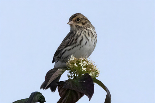 Savannah Sparrow photograph by the iNaturalist community