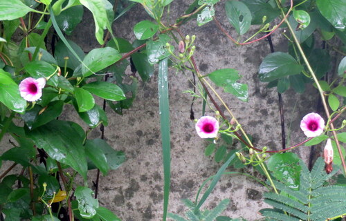 Ipomoea mauritiana observed 2026-10-24