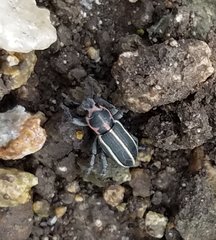 Eudiagogus maryae