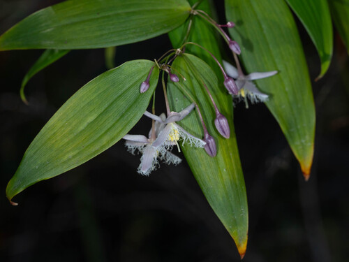 Eustrephus latifolius observed 2026-10-24