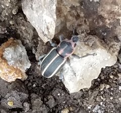 Eudiagogus maryae