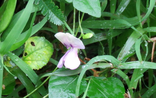 Vigna unguiculata observed 2026-10-24
