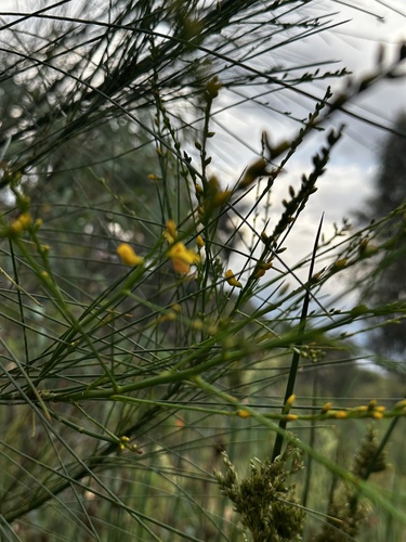 Viminaria juncea, 2026-10-24