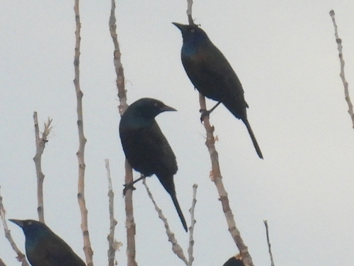 Common Grackle photograph by the iNaturalist community