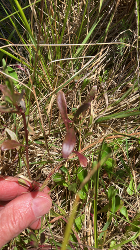 Lobelia anceps observed 2026-10-24