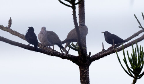 Eurasian Collared-Dove photograph by the iNaturalist community