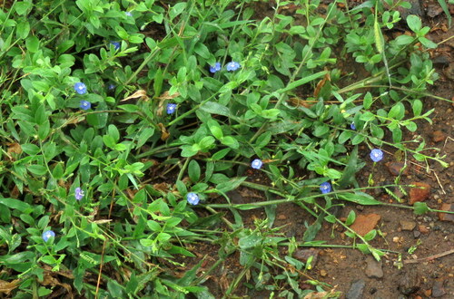 Evolvulus alsinoides observed 2026-10-24