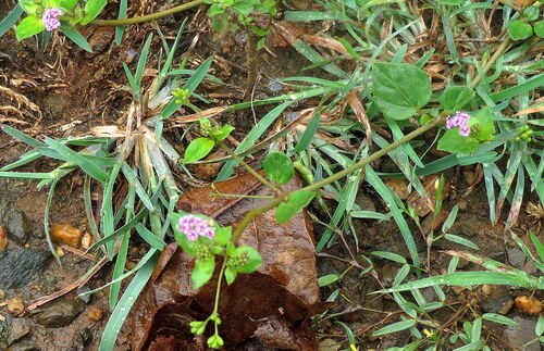 Boerhavia diffusa observed 2026-10-24