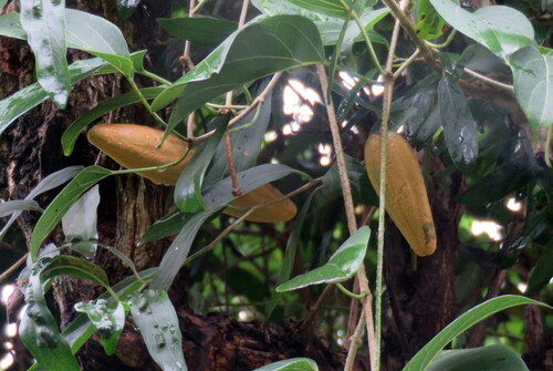 Stephanotis volubilis observed 2026-10-24