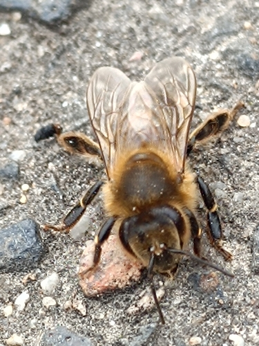 Western Honey Bee photograph by the iNaturalist community