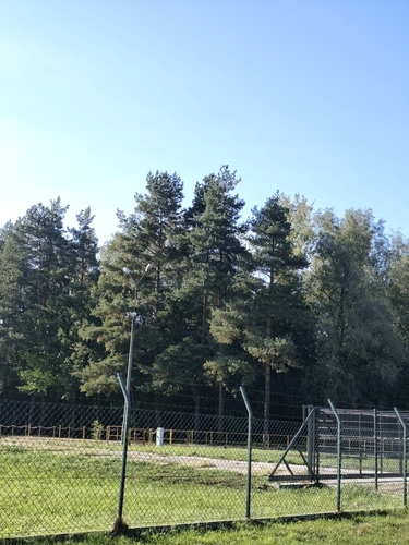 Scots pine photograph by the iNaturalist community
