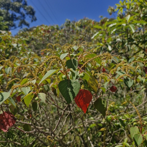 Homalanthus populifolius observed 2026-10-24