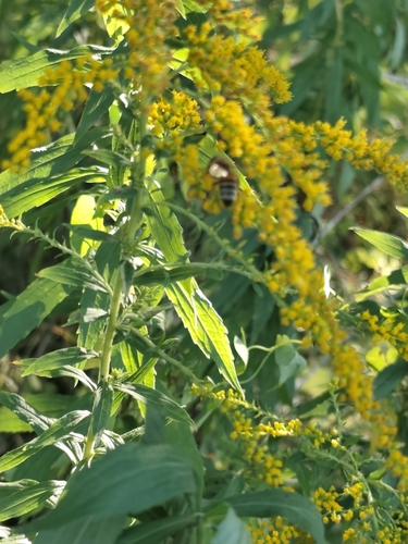Western Honey Bee photograph by the iNaturalist community