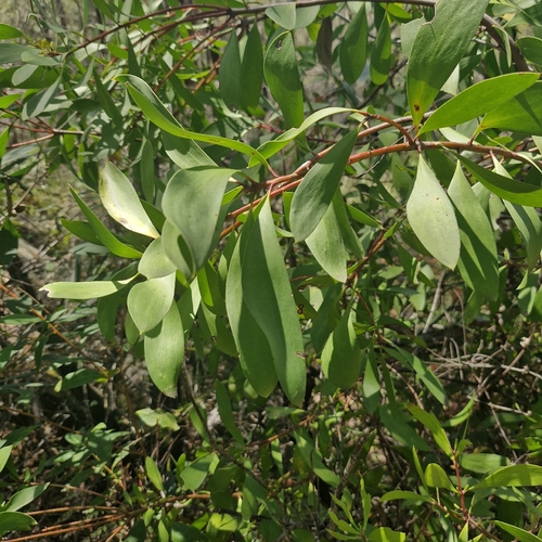 Persoonia levis observed 2026-10-24
