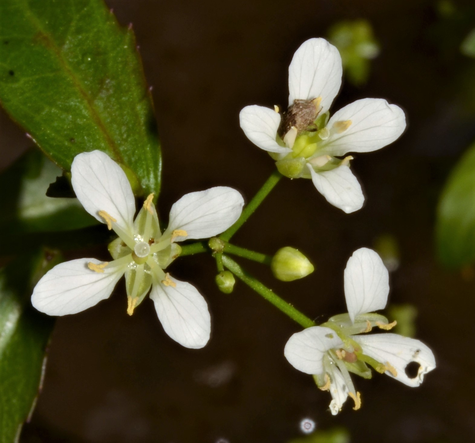 Rorippa aquatica