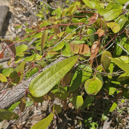 Smilax glyciphylla observed 2026-10-24