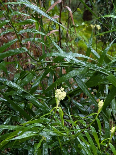 Flagellaria indica observed 2026-10-24