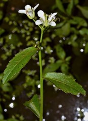 Rorippa aquatica