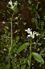 Rorippa aquatica