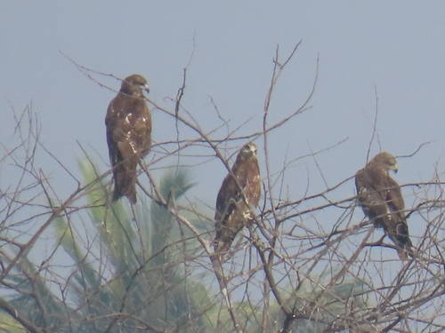 Black Kite photograph by the iNaturalist community