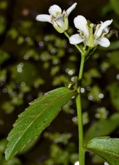 Rorippa aquatica