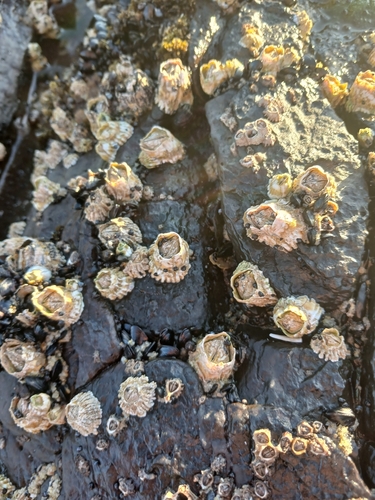 Epopella plicata observed 2026-10-24
