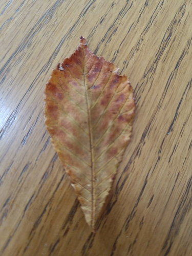 horse-chestnut photograph by the iNaturalist community