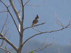 Lophospingus pusillus