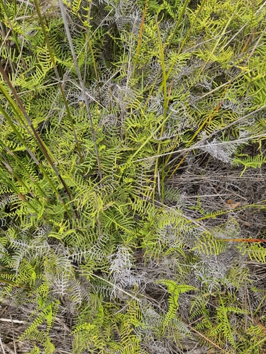 Gleichenia microphylla observed 2026-10-24