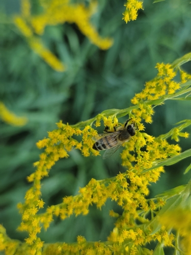 Western Honey Bee photograph by the iNaturalist community