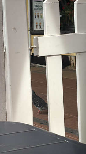 Rock Pigeon photograph by the iNaturalist community