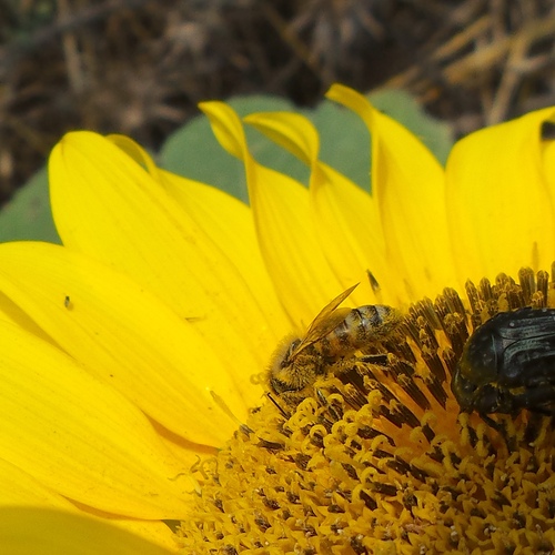 Western Honey Bee photograph by the iNaturalist community