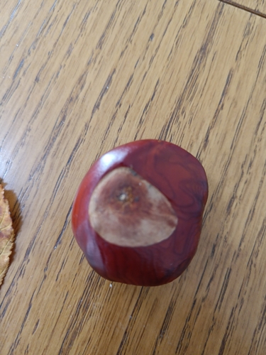 horse-chestnut photograph by the iNaturalist community