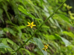 Lysimachia capillipes
