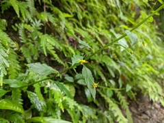 Lysimachia capillipes