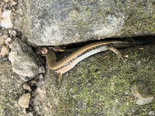 Scincella reevesii observed 2026-10-24