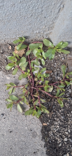 Common Purslane photograph by the iNaturalist community