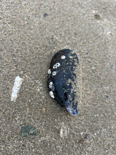 Mytilus edulis observed 2026-10-23