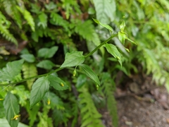 Lysimachia capillipes