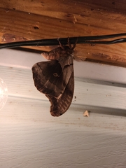 Antheraea polyphemus