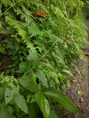 Lysimachia capillipes