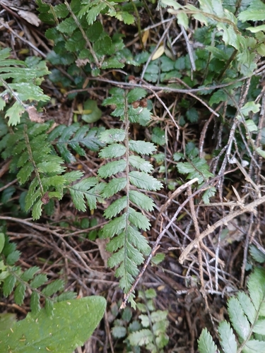 Icarus filiformis observed 2026-10-24