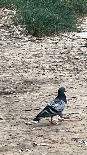 Rock Pigeon photograph by the iNaturalist community