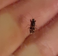 Pseudopamera nitidula