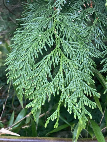 Chamaecyparis lawsoniana observed 2026-10-24