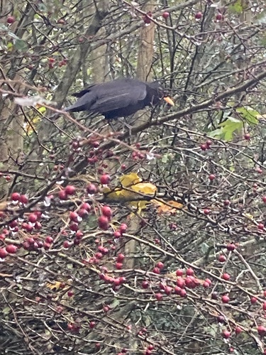 Eurasian Blackbird photograph by the iNaturalist community