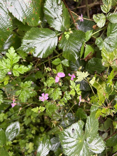 Herb Robert photograph by the iNaturalist community