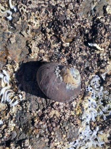 Turbo smaragdus observed 2026-10-24