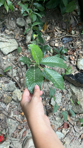 Tetracera sarmentosa observed 2026-10-24