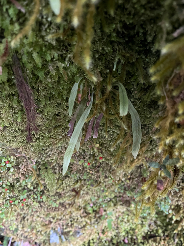 Notogrammitis billardierei observed 2026-10-22